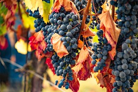 Vinprovning i Stockholm - Barbera och Nebbiolo från Piemonte
