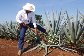 Tequilaprovning i Göteborg